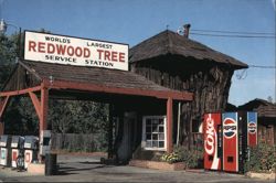 World's Largest Redwood Tree Service Station, Ukiah, CA Postcard