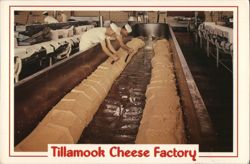 Tillamook Cheese Factory, Cheesemaking Process Postcard