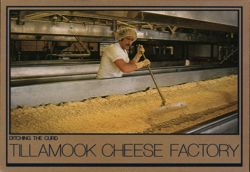 Ditching the Curd - Tillamook Cheese Factory Postcard