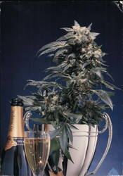 Northern Lights Cannabis, Dry Monopole Champagne Postcard