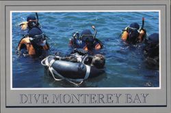 Divers rescuing a sea otter in Monterey Bay Postcard