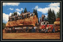 Giant Fir Log from Western Washington - 15,700 Board Feet Postcard