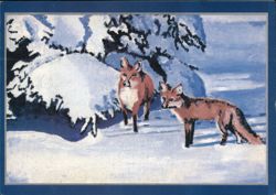 Foxes in the Snow - Reader's Digest Gift Subscription Postcard