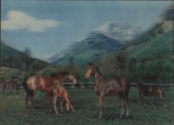 Horses in Mountain Pasture Postcard