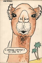 Camel Face Closeup, Spitting Contest? Postcard