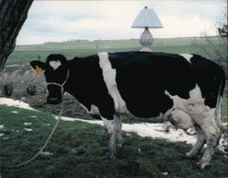 Lamp on Back of Floyd, Hamilton's Cow Postcard