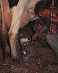 Holstein Cow, Kitten and Boy with Milk Pail Postcard