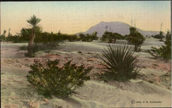 Desert Gardens Cactus & Desert Plants Postcard Postcard