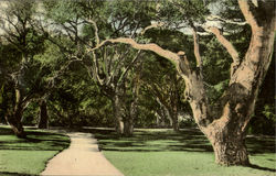 Live Oaks, Hotel Del Monte Grounds Postcard