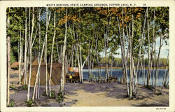 White Birches ,State Camping Grounds,Tupper Lake Postcard