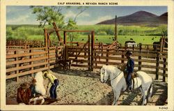 Calf Branding .A Nevada Ranch Scene Cowboy Western Postcard Postcard