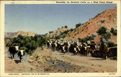 Rounding Up Hereford Cattle on a West texas Range Postcard