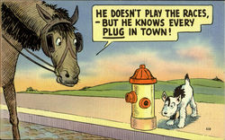 He Doesnot Play The Races -But He Knows Every Plug In Town! Postcard