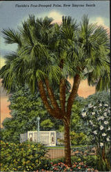 Florida's Four-Pronged Palm Postcard