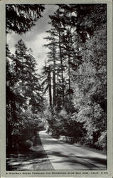 A Highway Scene Through The Redwoods, Near San Jose Redwood Highway, CA Postcard Postcard