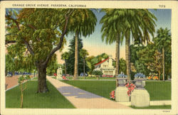 Orange Grove Postcard