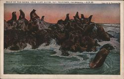 Seals on the Rocks, Near Cliff House Postcard