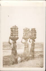 Women Carrying Coconuts on Heads Postcard