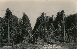 Hop Field, Sonoma County Postcard