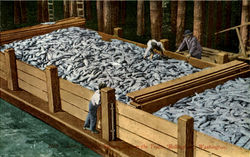 Loading Salmon from Traps Bellingham, WA Postcard Postcard