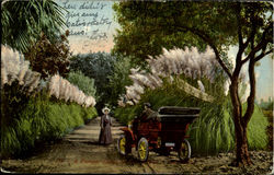 A Pampas Grass Flowers Postcard Postcard