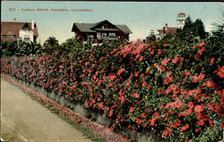 Floral Hedge Postcard