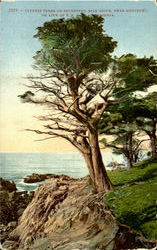 Cypress Trees On Seventeen Mile Drive Monterey, CA Postcard Postcard