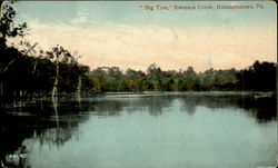 Big Tree, Swatara Creek Hummelstown, PA Postcard Postcard