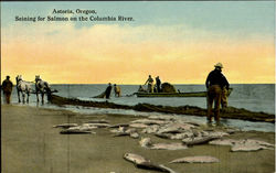 Seining For Salmon On The Columbia River Astoria, OR Postcard Postcard