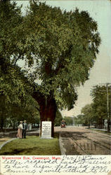 Washington Elm Postcard