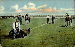 Canadian North West Robin & Cattle Postcard