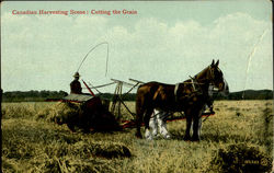 Canadian Harvesting Scene Postcard