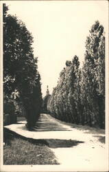 Lysa nad Labem, Czechia - Tree Lined Road Postcard