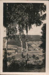 Orlicke Hory, Destna, Czech Republic, Birch Trees Postcard