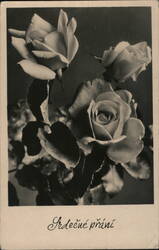 Three Roses, Srdečné přání (Hearty Wishes) Photographic Art Postcard Postcard Postcard