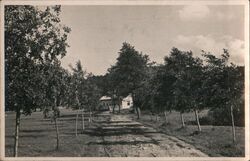 Road with Trees Leading to a House Praha, Czechoslovakia Postcard Postcard Postcard