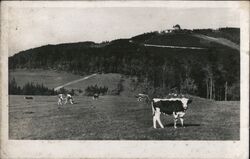 Cows Grazing with Observatory on Hostýn Hill Postcard