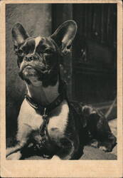 French Bulldog Dog Postcard France Dogs PHOTO PAPILLON Postcard Postcard