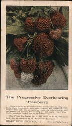 Progressive Everbearing Strawberry Plants, Henry Field Seed Co. Postcard