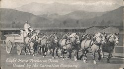 Eight Horse Percheron Team, Carnation Company 