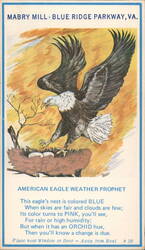 American Eagle Weather Prophet, Mabry Mill, Blue Ridge Parkway, VA Postcard