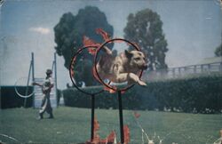 De Beers Alsatian Dog Jumping Through Flaming Hoops Postcard