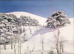 Cedars of Lebanon Winter Sports Holiday Center Postcard