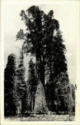 Sherman Tree, Sequoia Natural Park Postcard