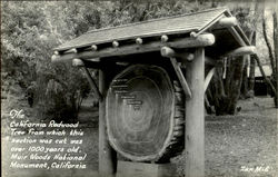 The California Redwood, Muir Woods Mill Valley, CA Postcard Postcard