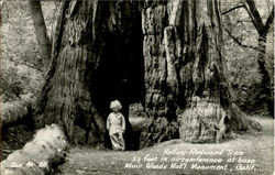 Hollow Redwood Tree, Muir Woods National Monument Mill Valley, CA Postcard Postcard