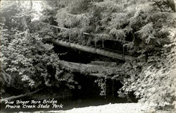 Five Finger Fern Bridge Postcard