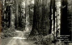 On The Famous Del Norte Redwood Loop Postcard