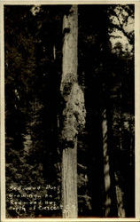 Redwood Burl Growing Postcard