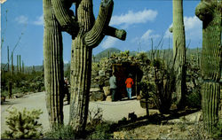 Tunnel Entrance Arizona Sonora Desert Museum Postcard